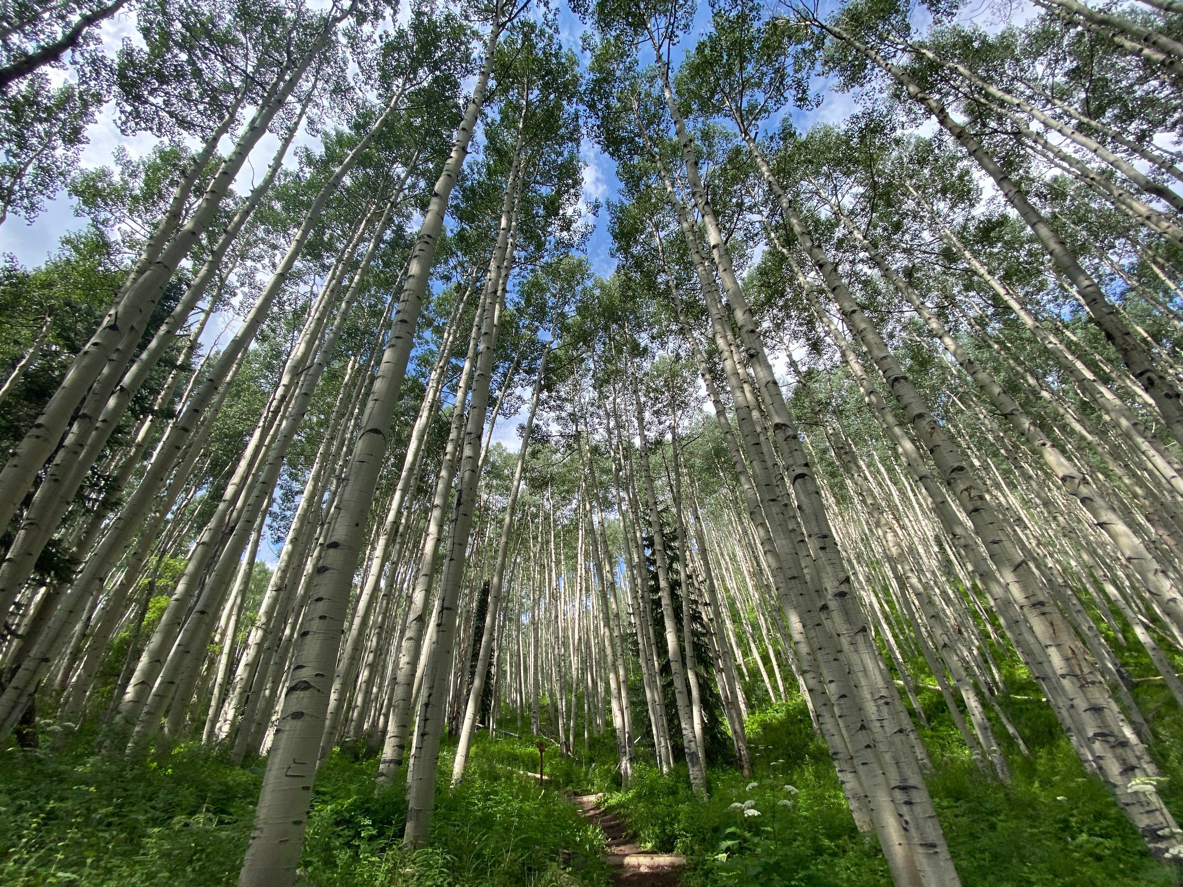 what career fits me is confusing, like being lost in the woods